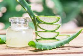 Aloe vera